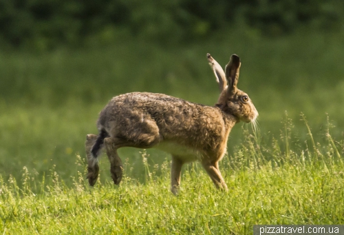 Hare in the zoological garden in Hannover