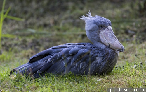 The largest bird park in the world in Walsrode