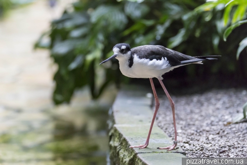 The largest bird park in the world in Walsrode