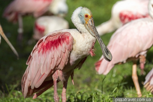 The largest bird park in the world in Walsrode