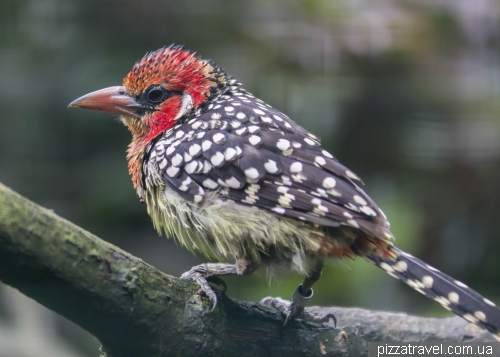 The largest bird park in the world in Walsrode