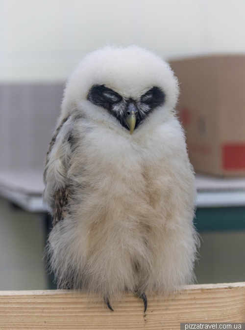 The largest bird park in the world in Walsrode