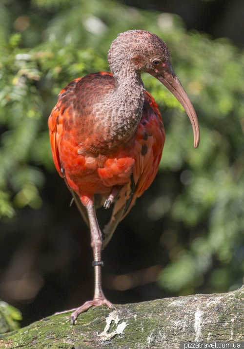 The largest bird park in the world in Walsrode