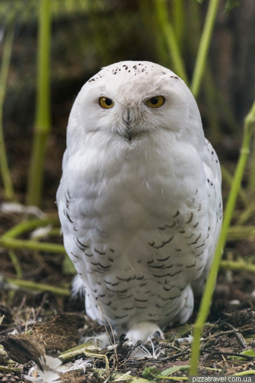 The largest bird park in the world in Walsrode