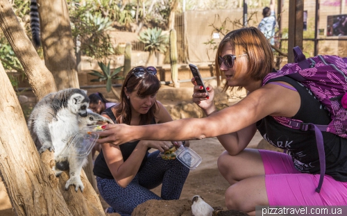 Monkey Park, Tenerife