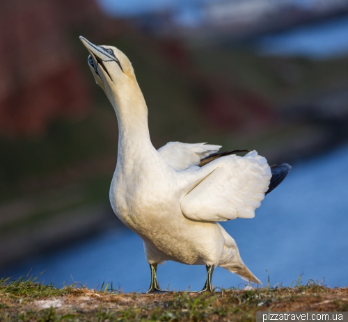 Helgoland