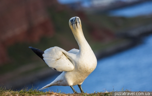 Helgoland