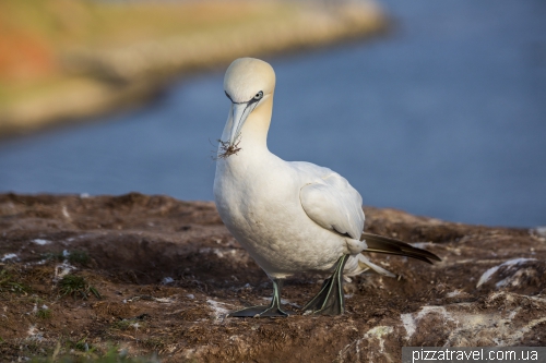 Helgoland