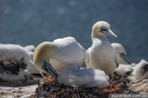 Helgoland
