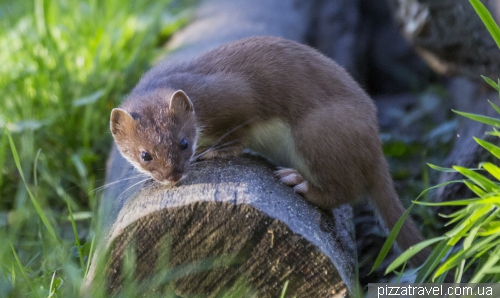 Розплідник видр (Otter-Zentrum)