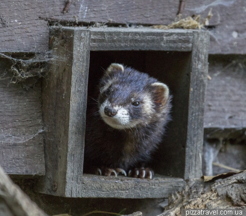 Розплідник видр (Otter-Zentrum)