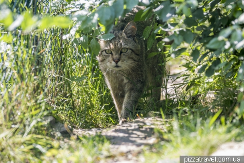Приют диких котов в Хютшенроде (Wildkatzendorf Huetscheroda)