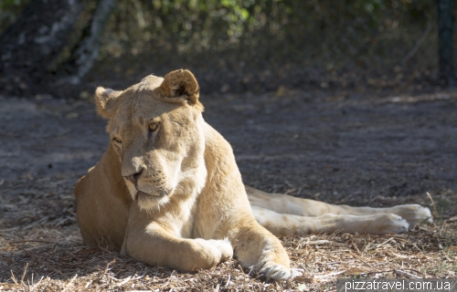 Serengeti Safari Park