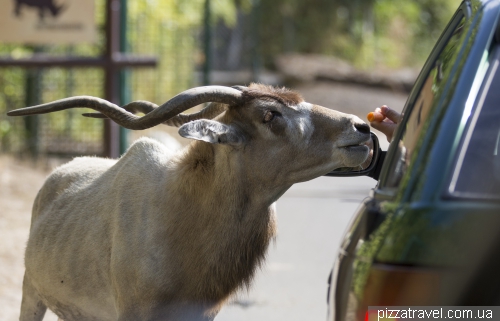 Serengeti Safari Park