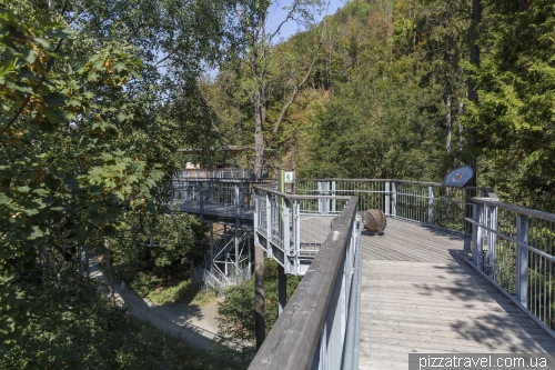Trail over the treetops in Bad Harzburg (Baumwipfelpfad)