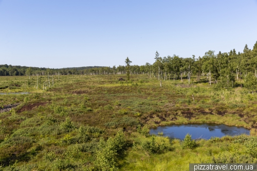 Mechlenbruch swamp (Hochmoor Mecklenbruch)