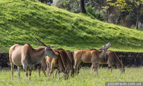 Cabarceno Safari (Parque de la Naturaleza de Cabarceno)