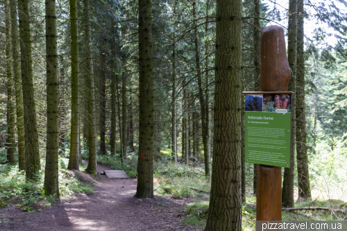 Всемирный лес в горах Гарц (WeltWald)