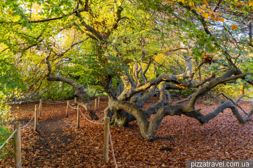 Alley of copper beeches in Bad Nenndorf