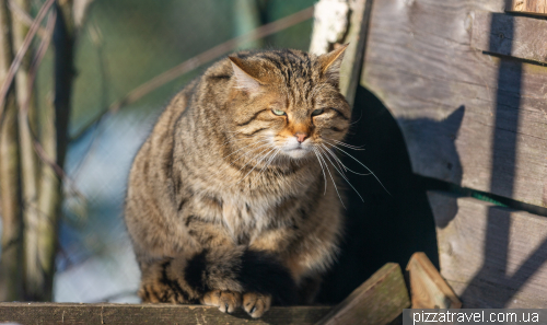 Wild cats in the Harz Mountains
