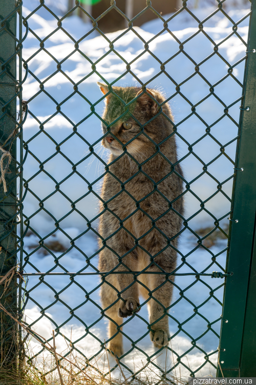 Wild cats in the Harz Mountains