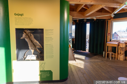 Wild cats in the Harz Mountains