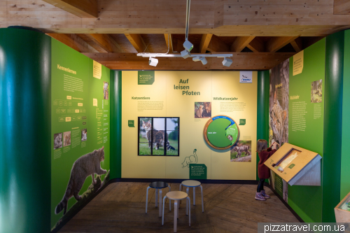 Wild cats in the Harz Mountains