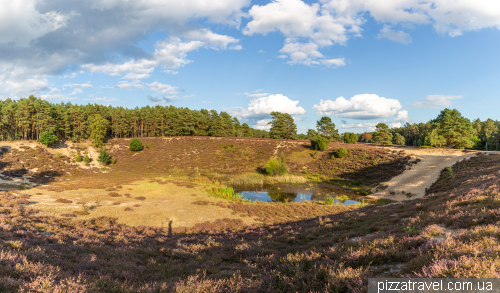 Heather blossoms on the Misselhorner Heide