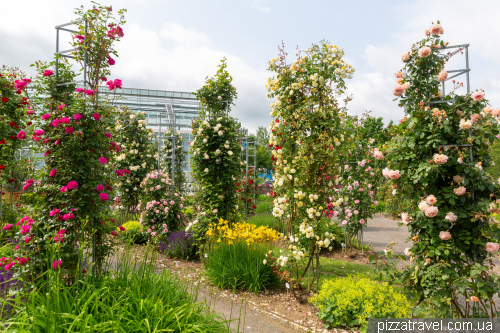 European Rose Garden in Sangerhausen (Europa-Rosarium Sangerhausen)