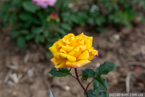 European Rose Garden in Sangerhausen (Europa-Rosarium Sangerhausen)