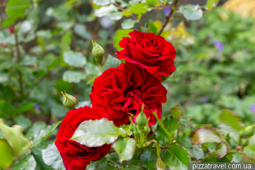 European Rose Garden in Sangerhausen (Europa-Rosarium Sangerhausen)