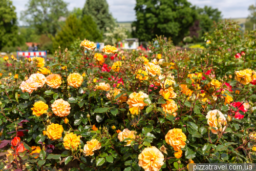 European Rose Garden in Sangerhausen (Europa-Rosarium Sangerhausen)