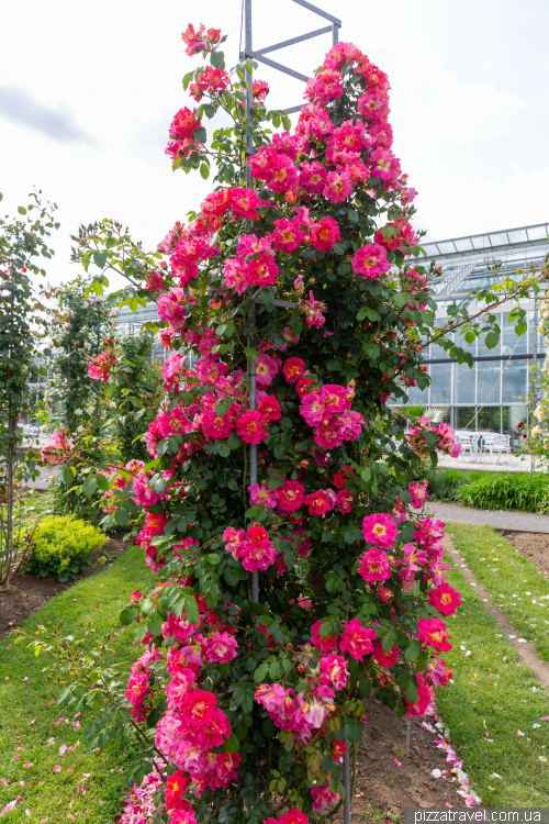 European Rose Garden in Sangerhausen (Europa-Rosarium Sangerhausen)