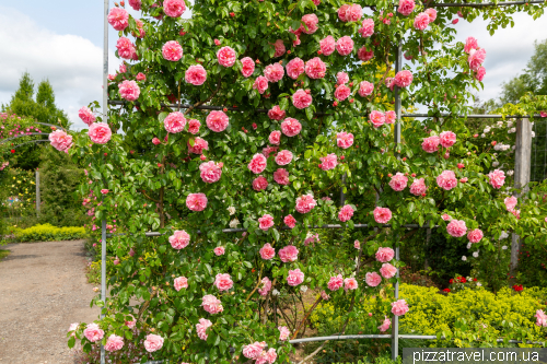 European Rose Garden in Sangerhausen (Europa-Rosarium Sangerhausen)