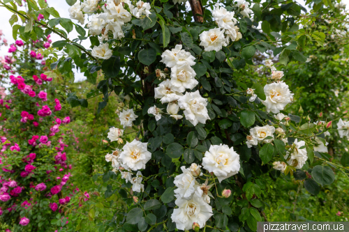 European Rose Garden in Sangerhausen (Europa-Rosarium Sangerhausen)
