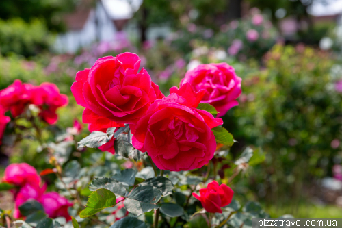European Rose Garden in Sangerhausen (Europa-Rosarium Sangerhausen)
