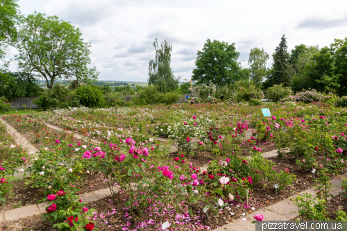 European Rose Garden in Sangerhausen (Europa-Rosarium Sangerhausen)