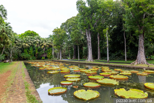 Sir Sivusagur Ramgoolam Botanical Garden