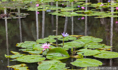 Sir Sivusagur Ramgoolam Botanical Garden