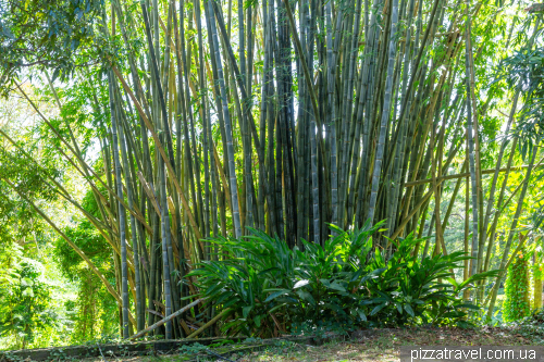 Sir Sivusagur Ramgoolam Botanical Garden