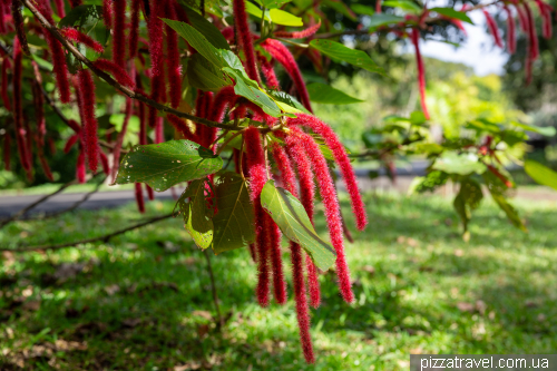 Sir Sivusagur Ramgoolam Botanical Garden