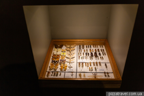 Прогулянка заповідником Шамарель (Ebony Forest Reserve Chamarel)