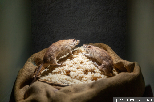 Прогулянка заповідником Шамарель (Ebony Forest Reserve Chamarel)