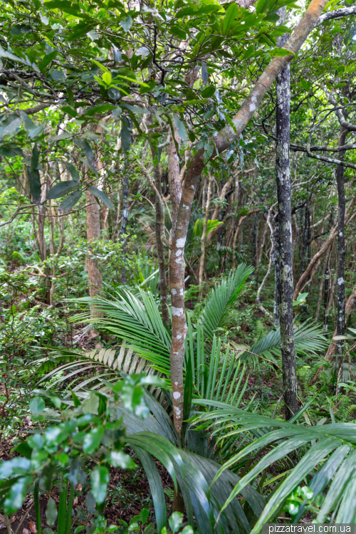 Прогулянка заповідником Шамарель (Ebony Forest Reserve Chamarel)