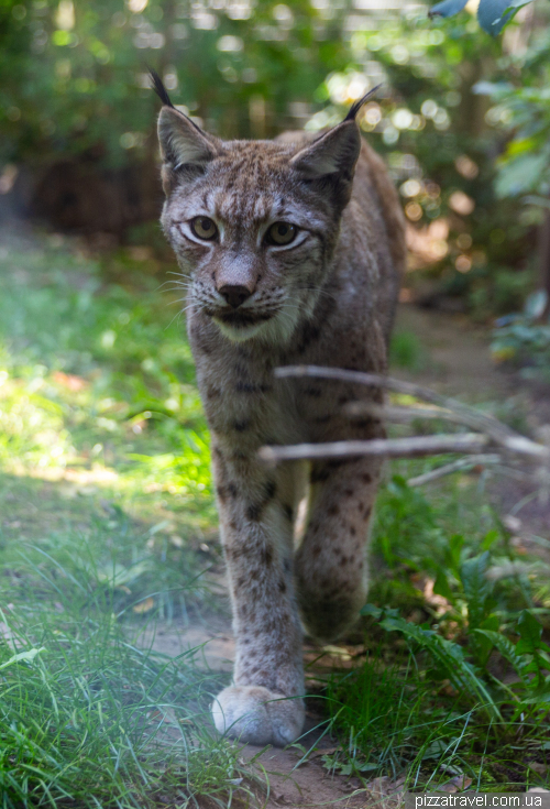 Хальберштадт