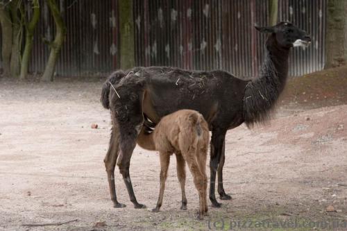 Adventure Zoo in Hannover