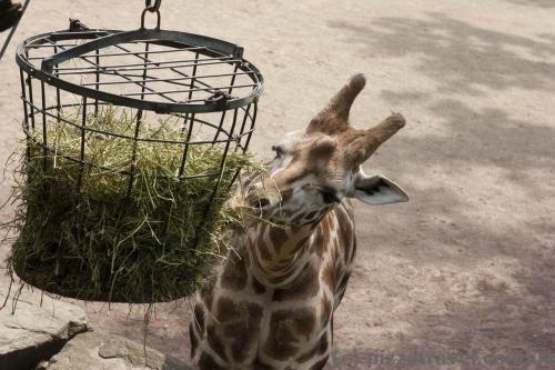 Adventure Zoo in Hannover