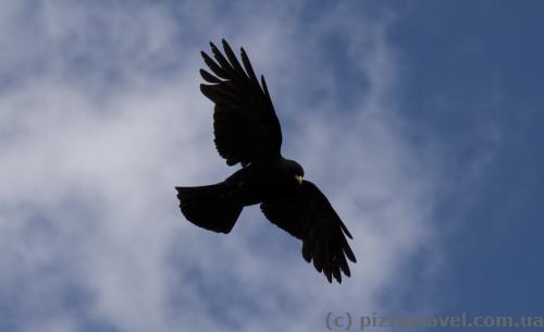 Alpine chough