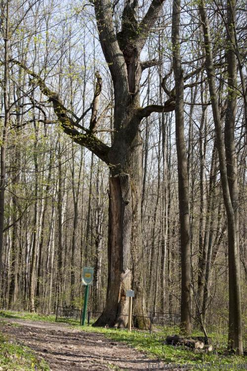 800-year-old oak in the Mezyn National Nature Park