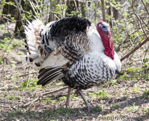 The turkey was clearly unhappy with our presence.